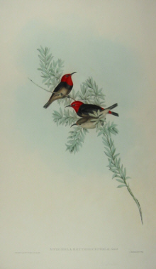 John Gould's Birds of Australia